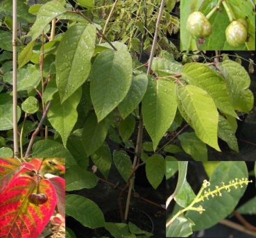 Sapium japonicum 1