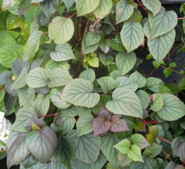 Die Spalthortensie Moonlight, Schizophragma hydrangeoides Moonlight, trägt zahlreiche weiße Schirmrispenblüten
