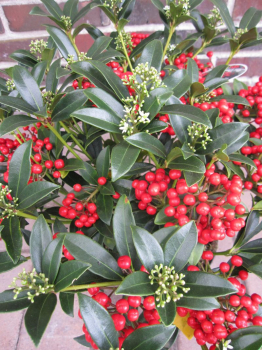 Preview: Skimmia japonica Red Diamond hat zahlreiche leuchtend rote Beeren im Winter
