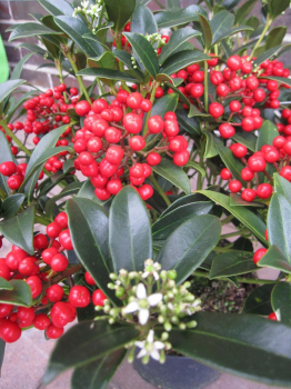 Preview: die japanische Skimmie Red Diamond ist eine Neuheit aus 2014