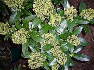 Skimmia japonica Fragrant Cloud 3