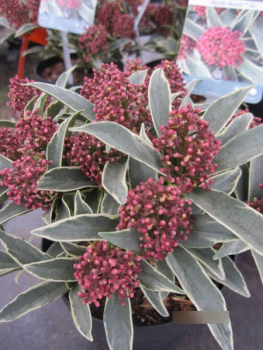 Skimmia japonica Mystic Marlot1