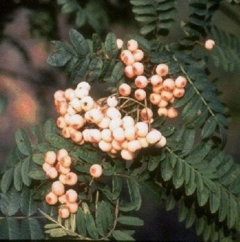 Sorbus koehneana 1