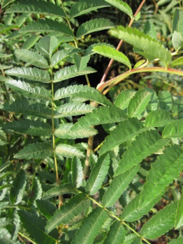 Sorbus aucuparia, Eberesche, trägt rote Beerenfrüchte