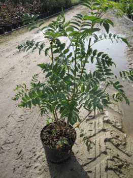 Sorbus aucuparia, Vogelbeerstrauch, ist von einer sehr guten Winterhärte