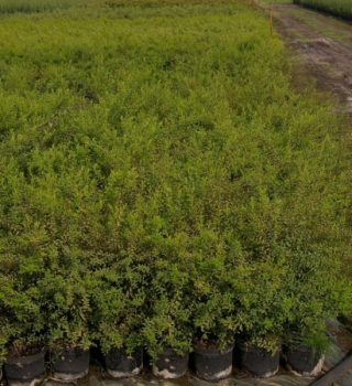 Spiraea arguta 2