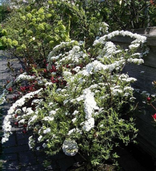Spiraea cinera Grefsheim