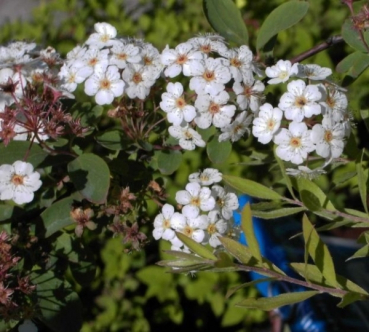 Spiraea vanhouttei