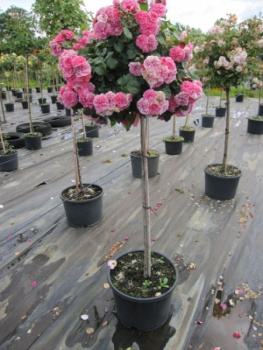 Hochstammrose Pink Swany 2