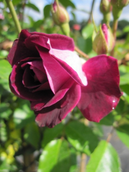 Hochstammrose Burgundy Iceberg