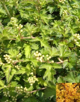 Stephanandra incisa Crispa, Niedrige Kranzspiere, ist ein Blütengehölz mit einer sehr guten Winterhärte
