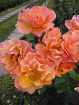 Strauchrose Arabia 1