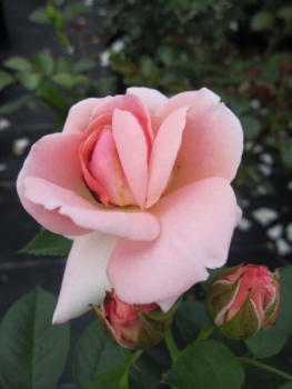 Strauchrose Astrid Lindgren 1