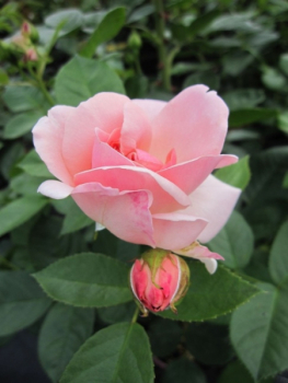 Strauchrose Astrid Lindgren 2