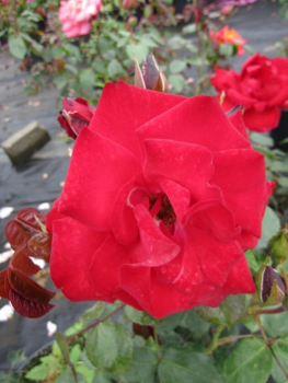 Die winterharte Strauchrose Grandhotel® - Rosa Grandhotel® - samtig blutrot - Parkrose wächst aufrecht und buschig an einem halbschattigen bzw. sonnigen Standort.