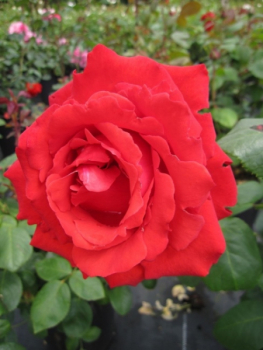 Strauchrose Kordes Brillant 1