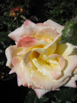 Preview: Strauchrose Maui® - Rosa Maui® - apricot-weiß - Duft+ hat einen kompakten, dichten und aufrechten Wuchs.
