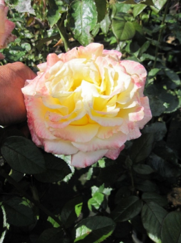 Preview: Strauchrose Maui® - Rosa Maui® - apricot-weiß - Duft+ steht gerne an halbschattigen bzw. sonnigen Standorten.