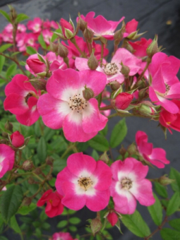 Strauchrose Mozart 1