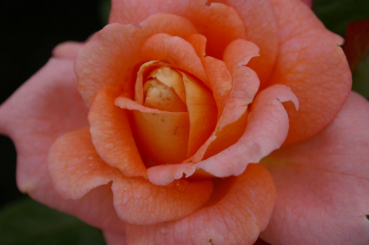 Strauchrose Bonita™ Renaissance® - Rosa Bonita™ Renaissance® - orangefarbend gemischt - Duft++++ - Poulsen-Rose zeigt sich mit Blüten, deren Farbe sich aus diversen Orangetönen zusammensetzt. Sie sind gefüllt und verbreiten einen starken Duft.