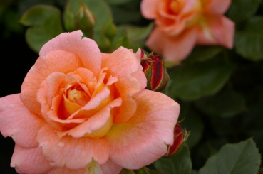 Preview: Die winterharte Strauchrose Bonita™ Renaissance® - Rosa Bonita™ Renaissance® - orangefarbend gemischt - Duft++++ - Poulsen-Rose hat einen buschigen, kompakten Wuchs.