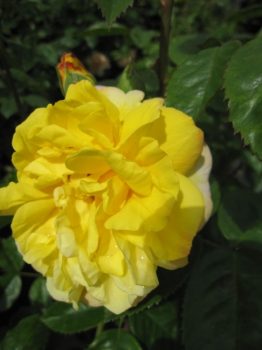 Strauchrose China Town