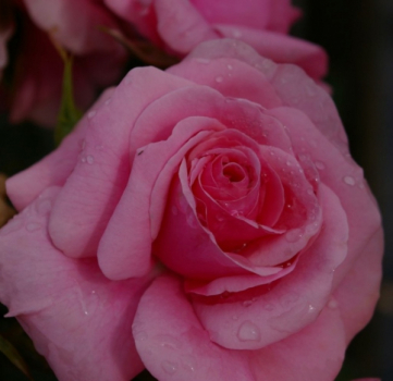 Strauchrose Dornröschenschloß Sababurg 1