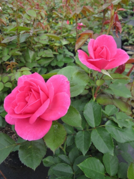 Renaissance Rose Lea