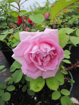 Die besonders winterharte Strauchrose Conrad Ferdinand Meyer® - Rosa rugosa Conrad Ferdinand Meyer® - porzellanrosa - Historische Rose wächst sehr buschig, dicht und aufrecht an halbschattigen bzw sonnigen Standorten.