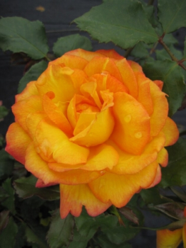 Strauchrose Sahara 1