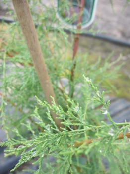 Tamarix ramosissima, Heide Tamariske, trägt rosa lange Rispen