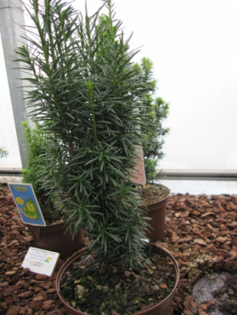 Taxus baccata fastigiata Sibirica3