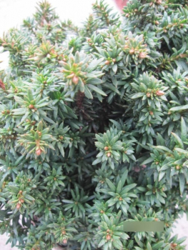 Taxus baccata Fips2