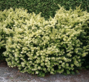 Taxus baccata Golden Nugget 1
