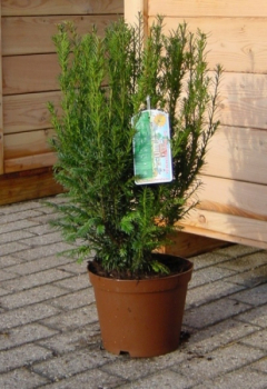 Taxus baccata Westerstede - Heckeneibe - wächst säulenförmig, aufrecht und schlank. Diese Sorte ist sehr schnittverträglich und besonders Winterhart. Sehr gut für den Einzelstand oder als Heckenpflanze geeignet.