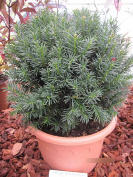 Taxus baccata Westerstede Kugel1