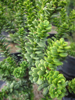 Taxus media Amersfoort 2