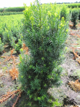 Taxus media Hicksii1