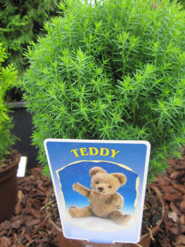 Kugellebensbaum Teddy