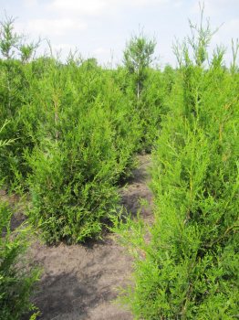 Thuja plicata 'Aurescens' - Goldspitzen-Lebensbaum 'Aurescens' 40-60