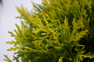 Preview: gelber Lebensbaum Amber Glow pflanzen