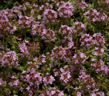 Thymus herba-barona, Kümmel- Thymian, ist ein immergrüner Bodendecker mit einer vielzahl an kleinen rosa Blüten