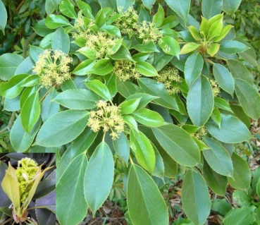 Trochodendron araliodes - Radbaum - ist ein aufrechtwachsender immergrüner, winterharter Strauch mit abstehenden Zweigen und glänzenden, dunkelgrünen Blättern und einer besonderen grüngelben Blüte.
