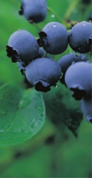 Bluecrop 2