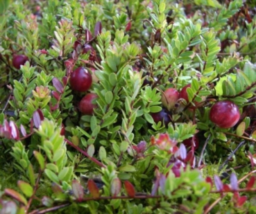 Vaccinium macrocarpon Pilgrim 1