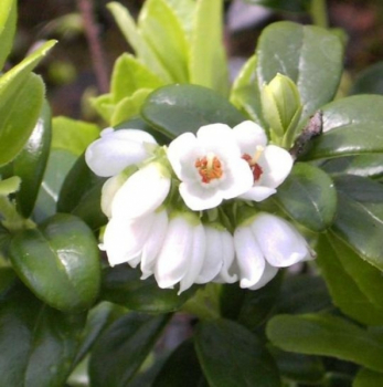 Vaccinium vitis-idea 1
