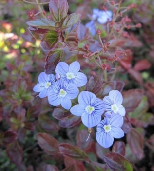 Veronica petraea Mme Mercier 1