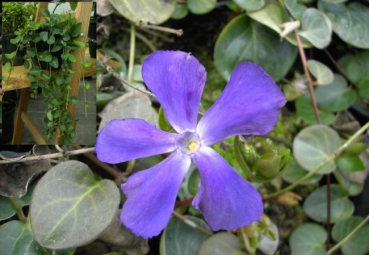 Vinca major - Grossblättriges Immergrün - überzeugt durch den dichten, buschigen, ausläufertreibenden Wuchs. Die violettblauen Blüten erscheinen von ca. April bis Mai. Es wird ein schattiger Standort bevorzugt. Die Winterhärte ist besonders gut.