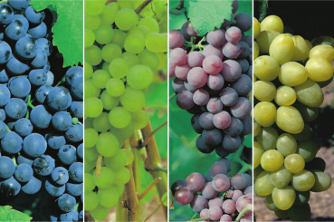 Vitis vinifera Dornfelder, Phoenix, Roter Gutedel, Solaris