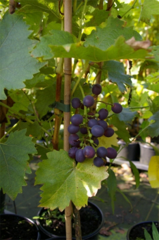 Vitis vinifera Königliche Esthertraube 3